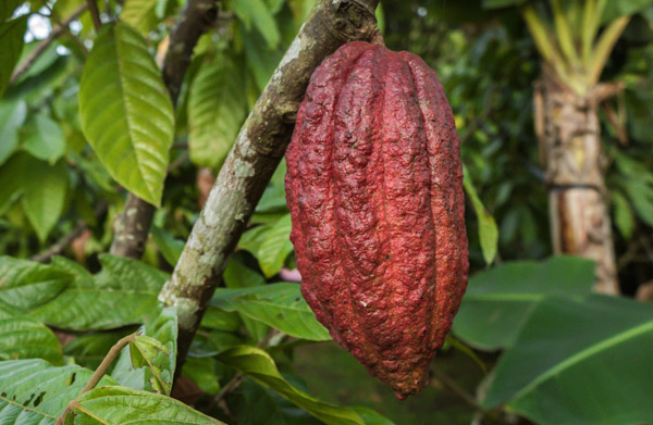 Cacao Pod UK